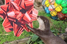 Zookeepers throw surprise Christmas party for pair of ‘jolly’ otters