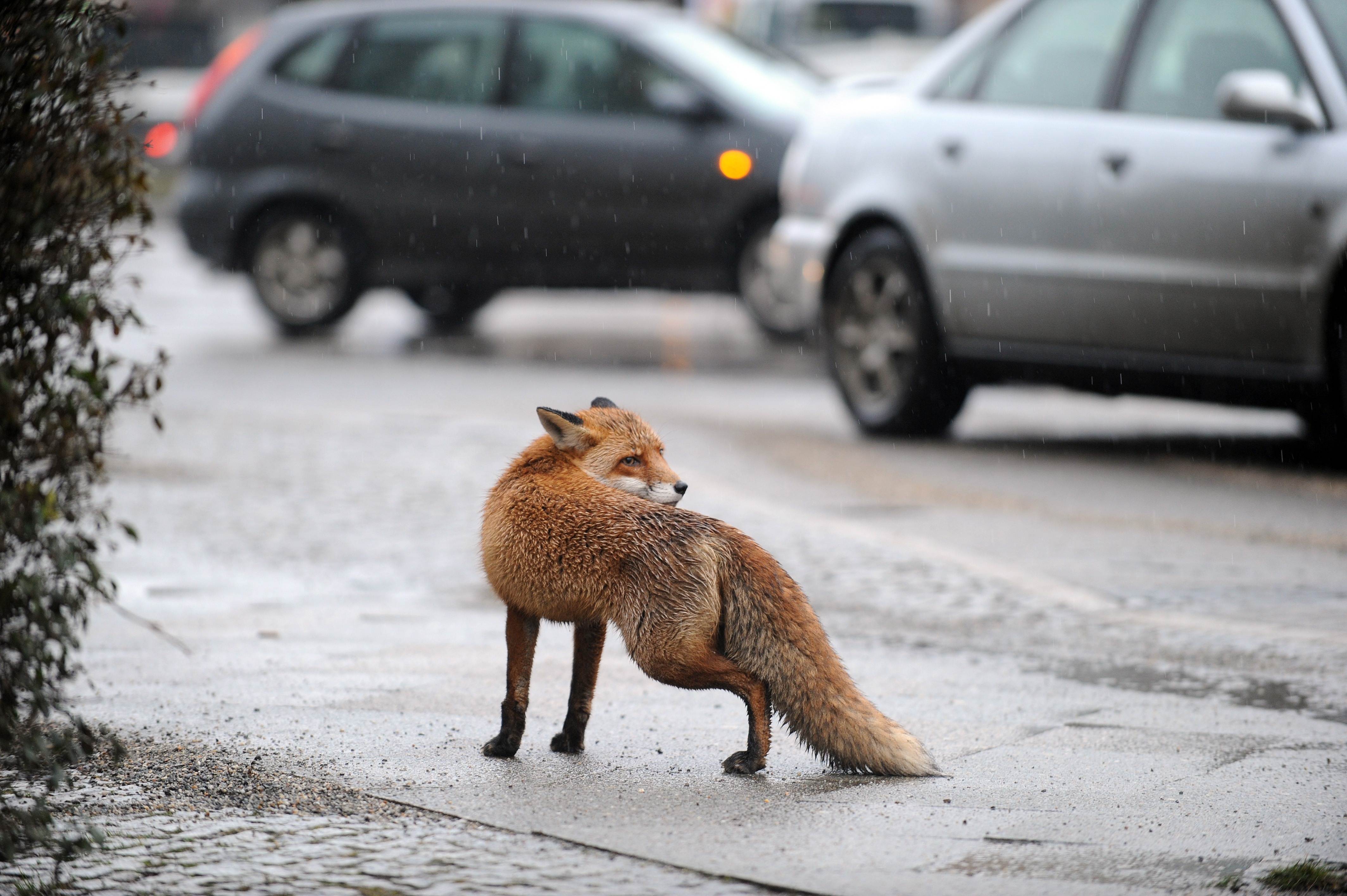 File: Veterinarians say mutilation patterns on the cats examined were similar to the scavenging patterns of foxes on lambs