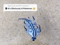 Clueless TikToker poses with poisonous blue dragon sea slug: ‘Anyone know what this is?’ 