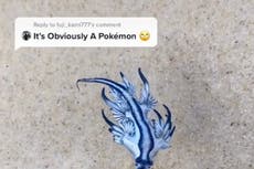 Clueless TikToker poses with poisonous blue dragon sea slug: ‘Anyone know what this is?’