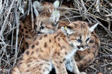 Mountain lion kittens found under picnic table in California