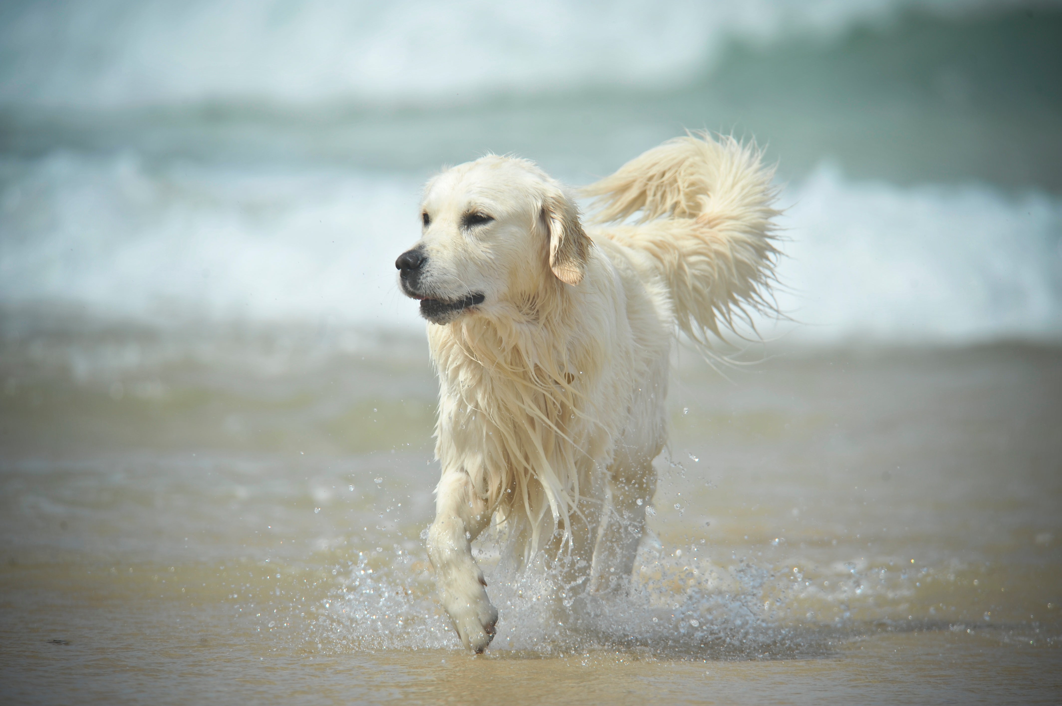 A dog enjoying the beach. People looking to buy a puppy this Christmas are being warned by councils to make sure they are buying from reputable sellers (Ben Birchall/PA)