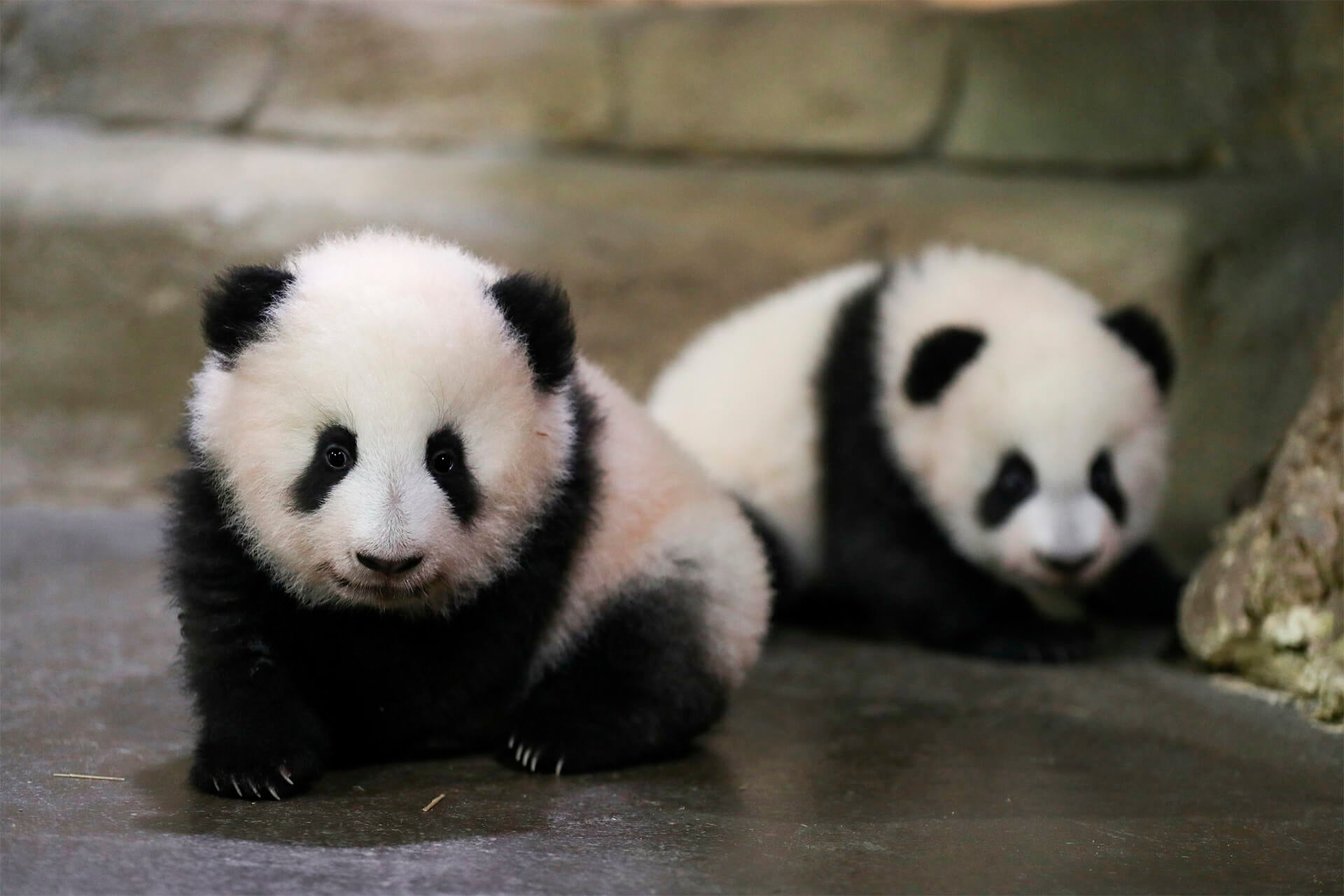 France Panda Cubs