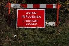 Bird flu: ‘Very rare’ case detected in person in southwest England