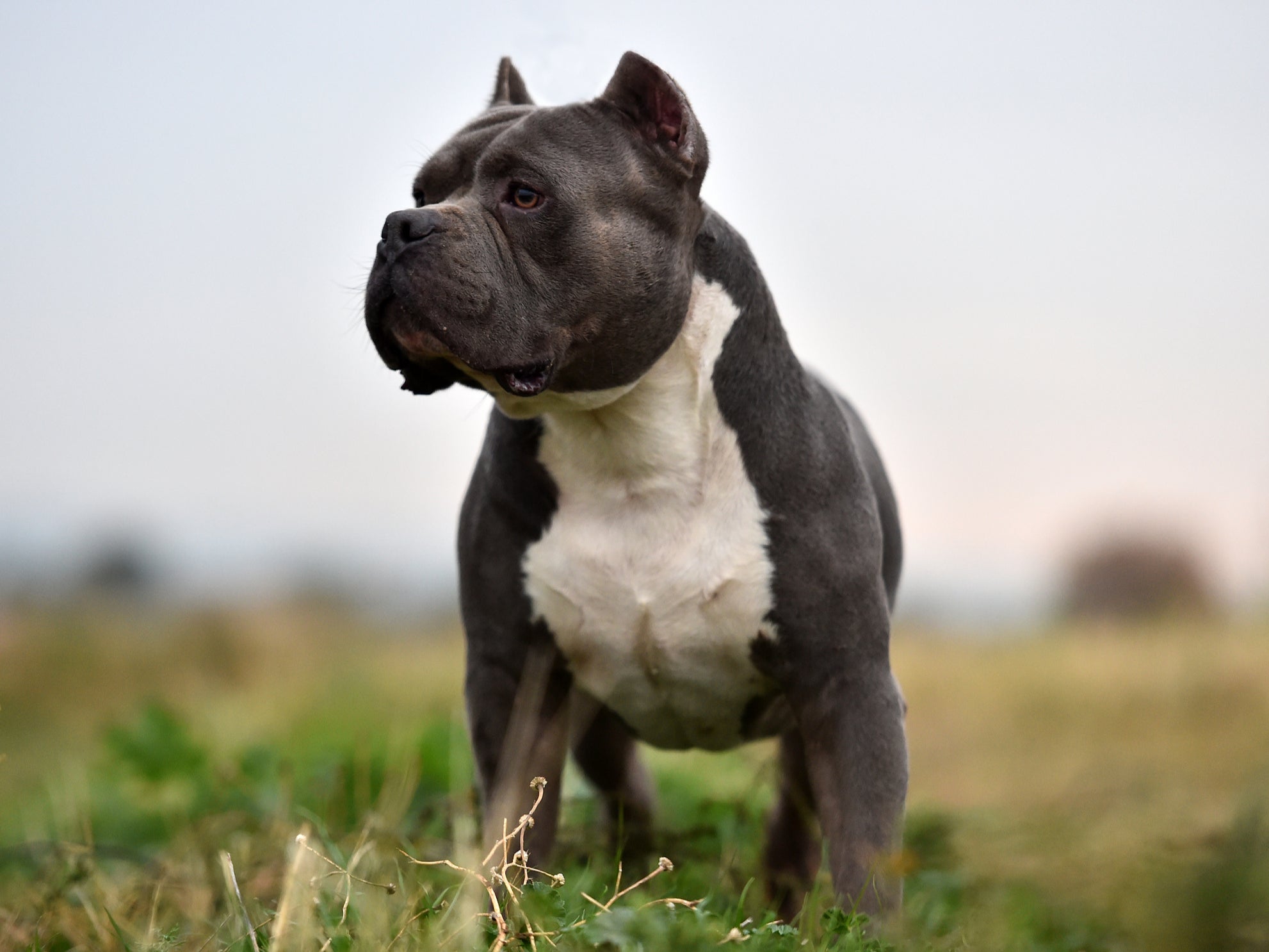 An American bully breed