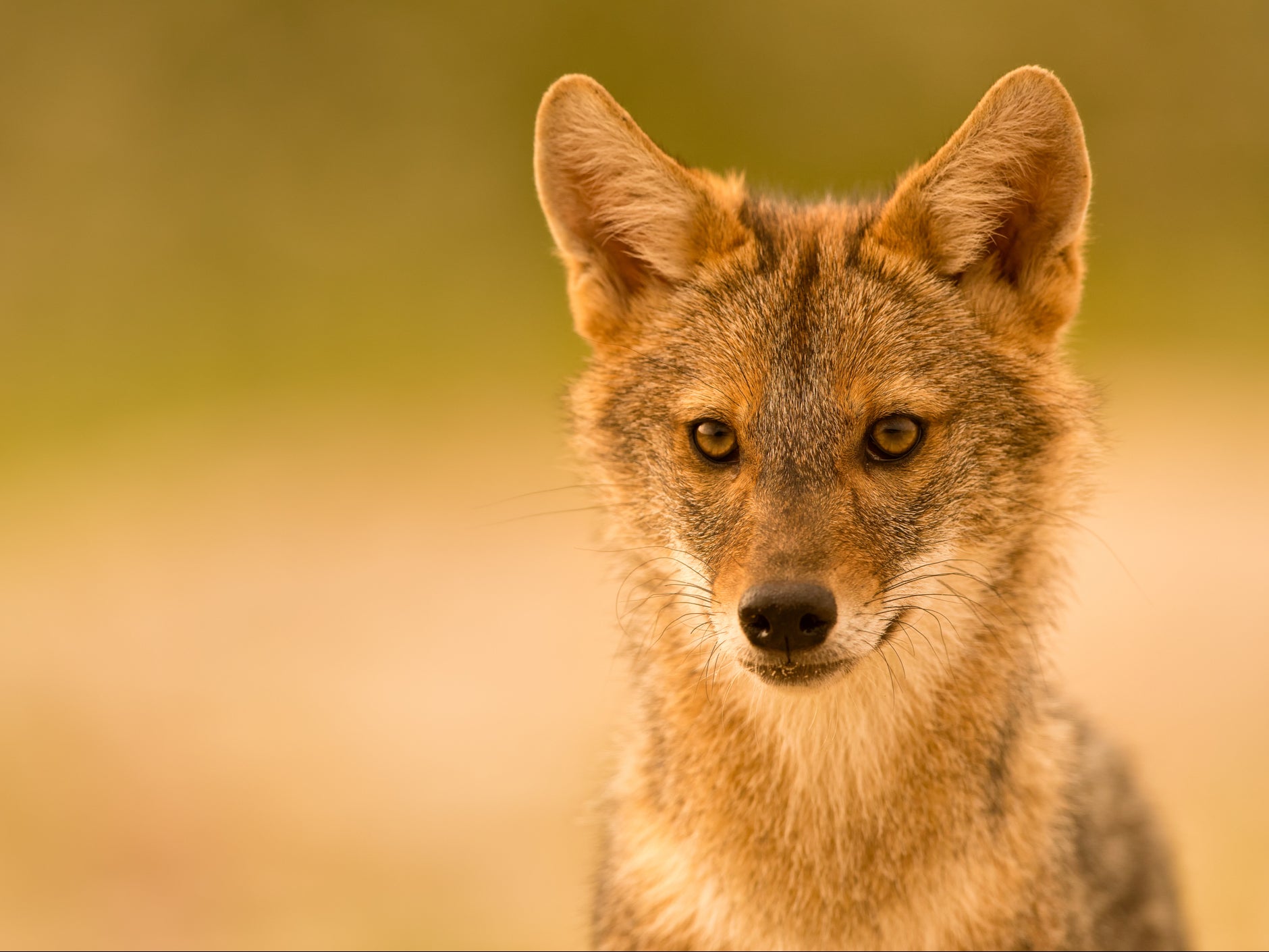 Golden jackals are native to Asia, north Africa, the Middle East and the Balkans, but are now advancing north and west into Europe