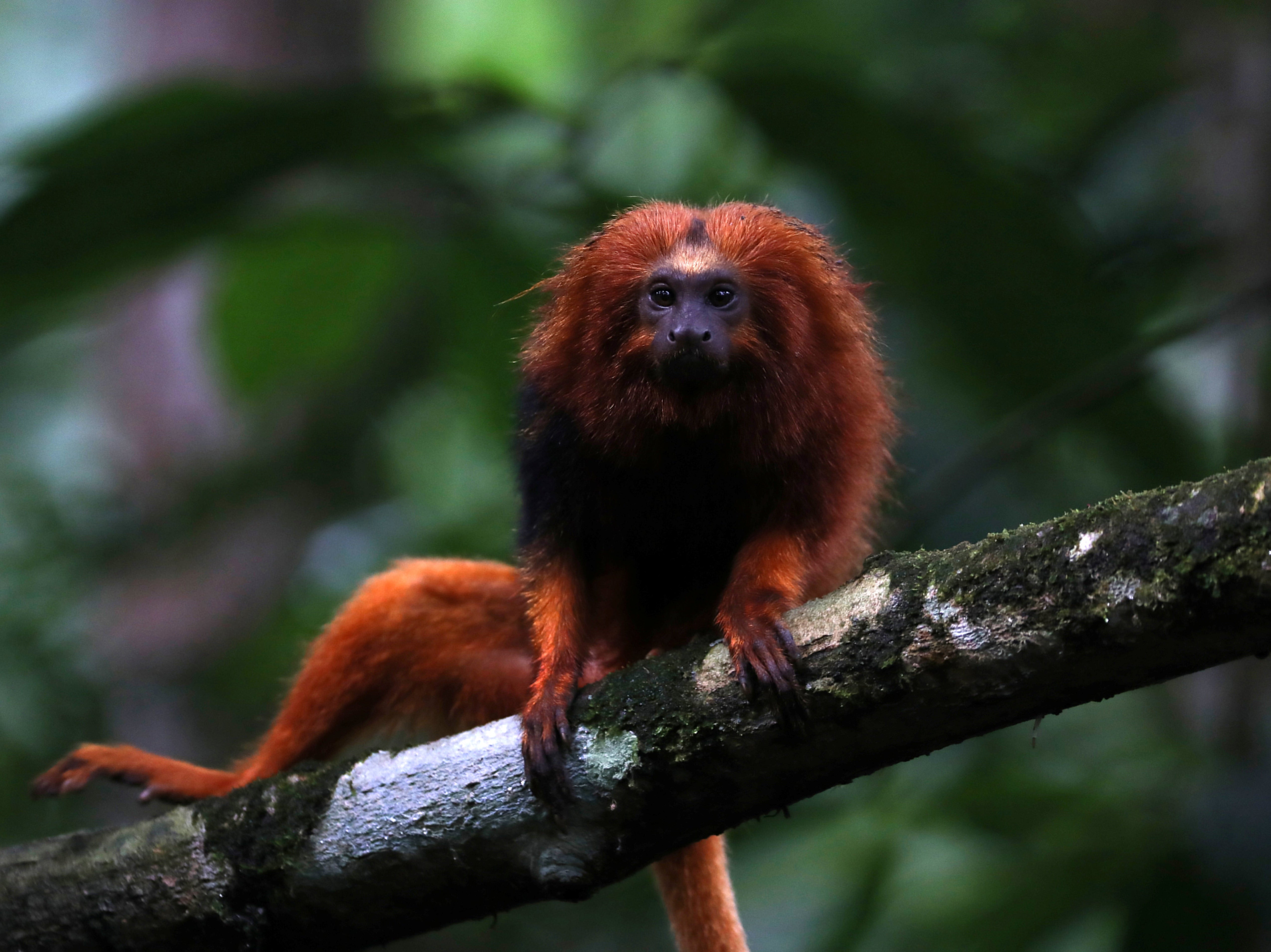 Conservationists have built an ecological bridge to help endangered golden lion tamarins cross a busy highway in Brazil