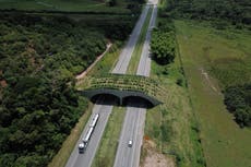 Brazil builds monkey bridge to help endangered species cross road