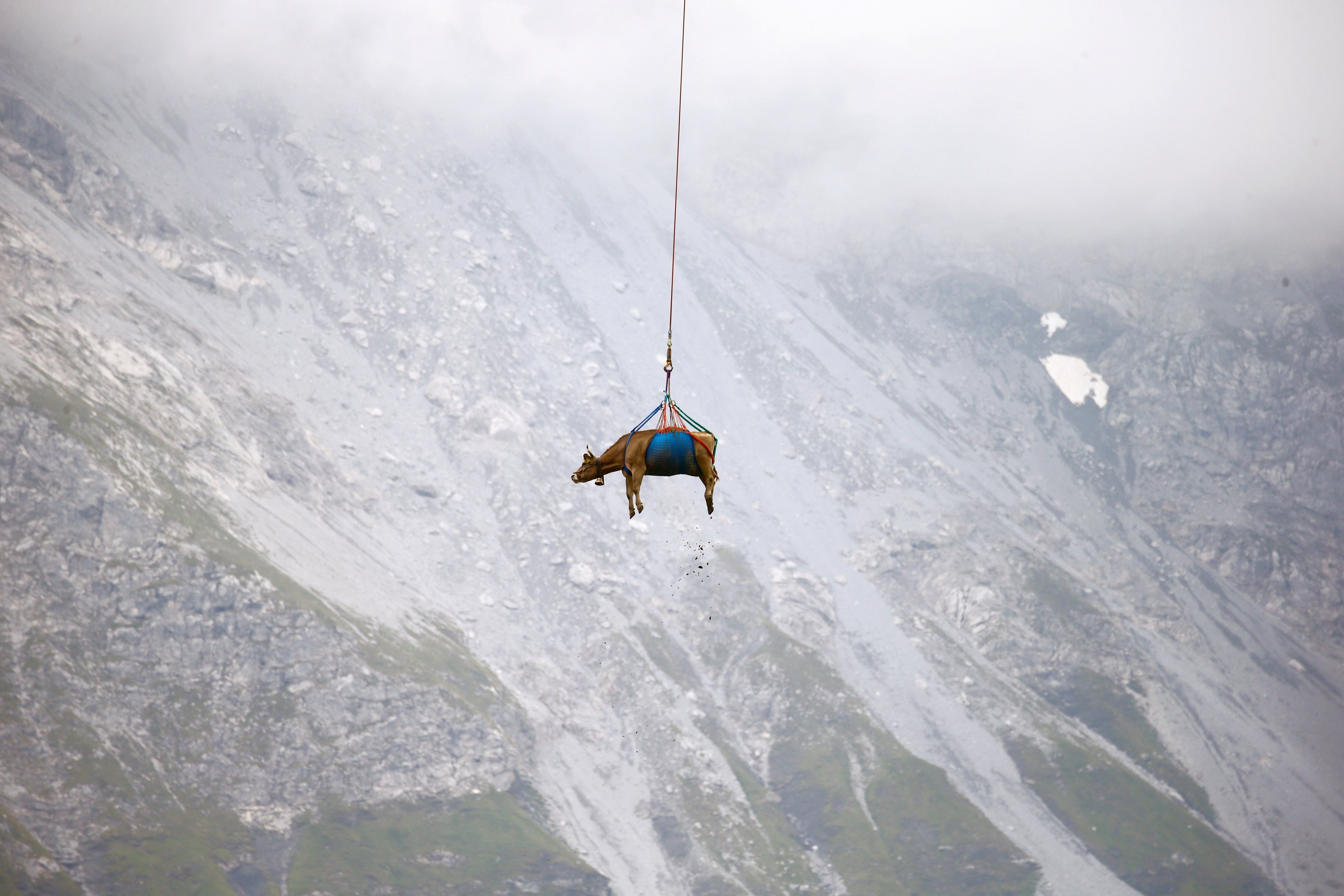 A cow is lowered by helicopter after its summer sojourn high in the Swiss Alpine meadows near the Klausen pass, Switzerland