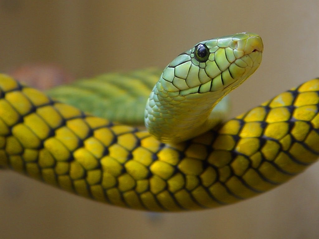 Boomslang snake