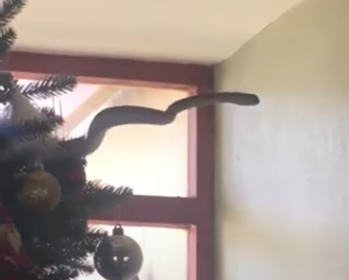 Boomslang in Christmas tree