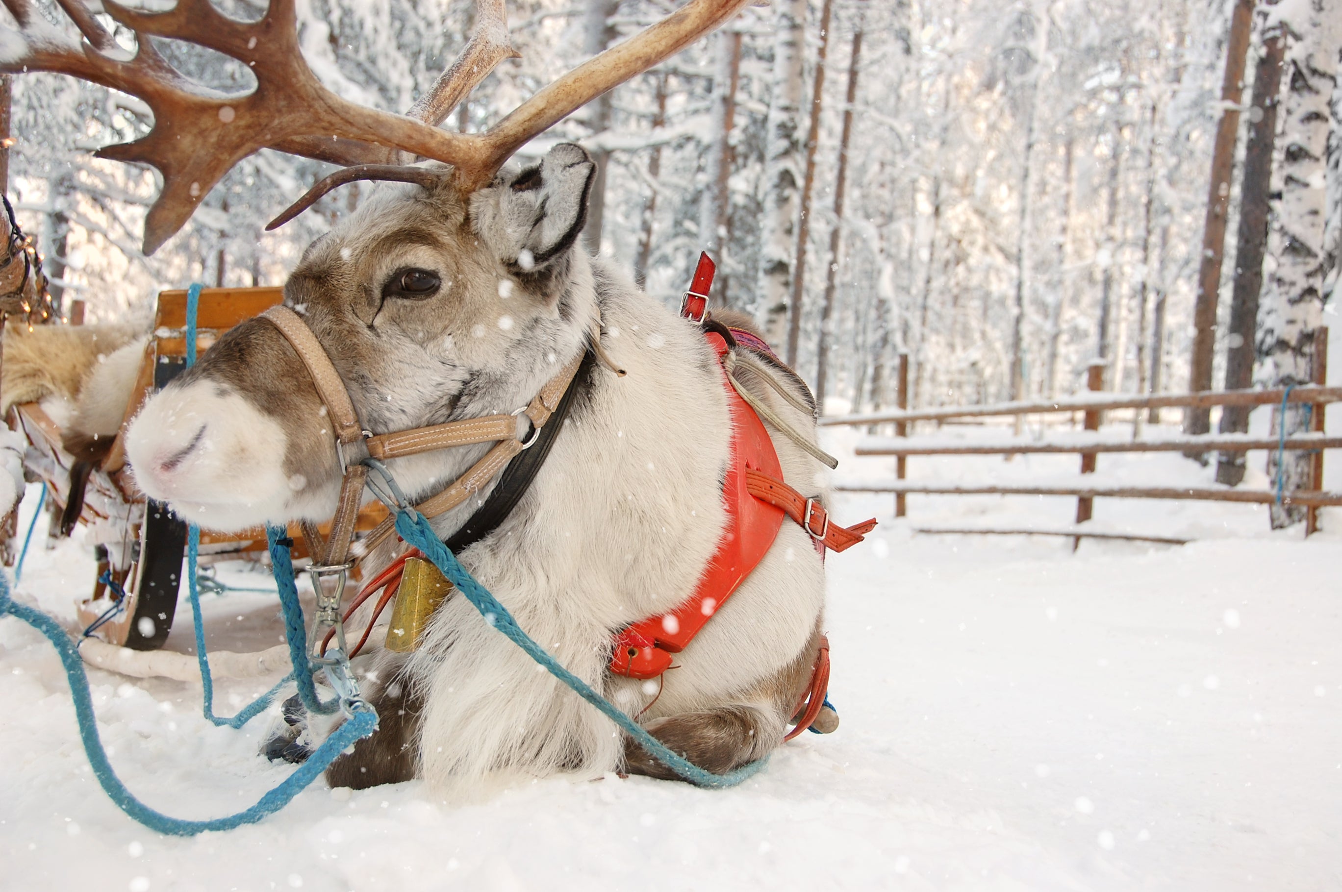 The biology of the only domesticated deer makes them ideal for the Christmas Eve mission