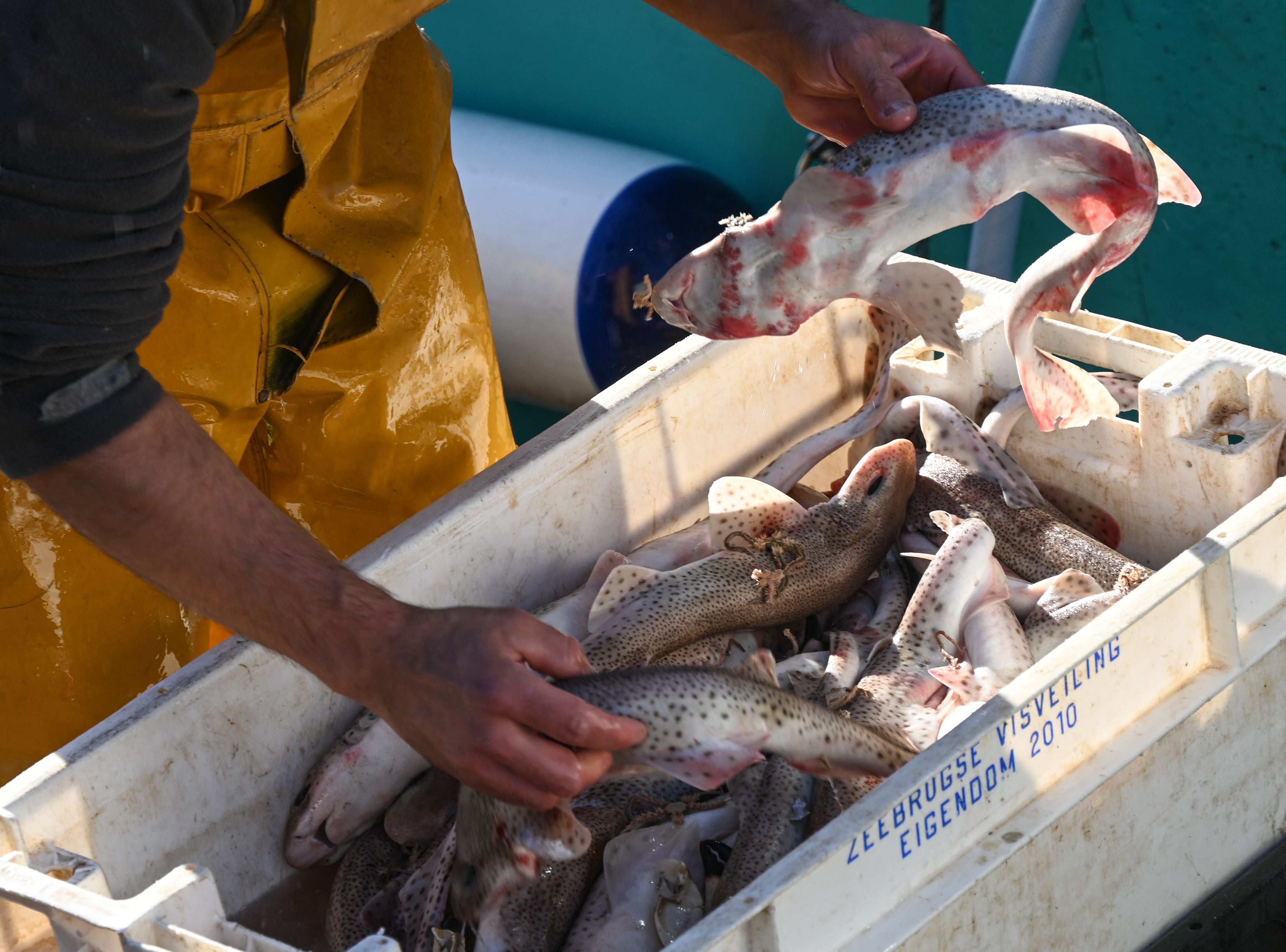 Fishing has been a major issue during Brexit