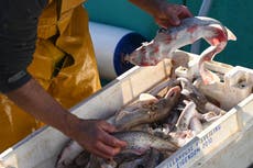 Icelandic fish firm quits UK blaming Brexit and Covid