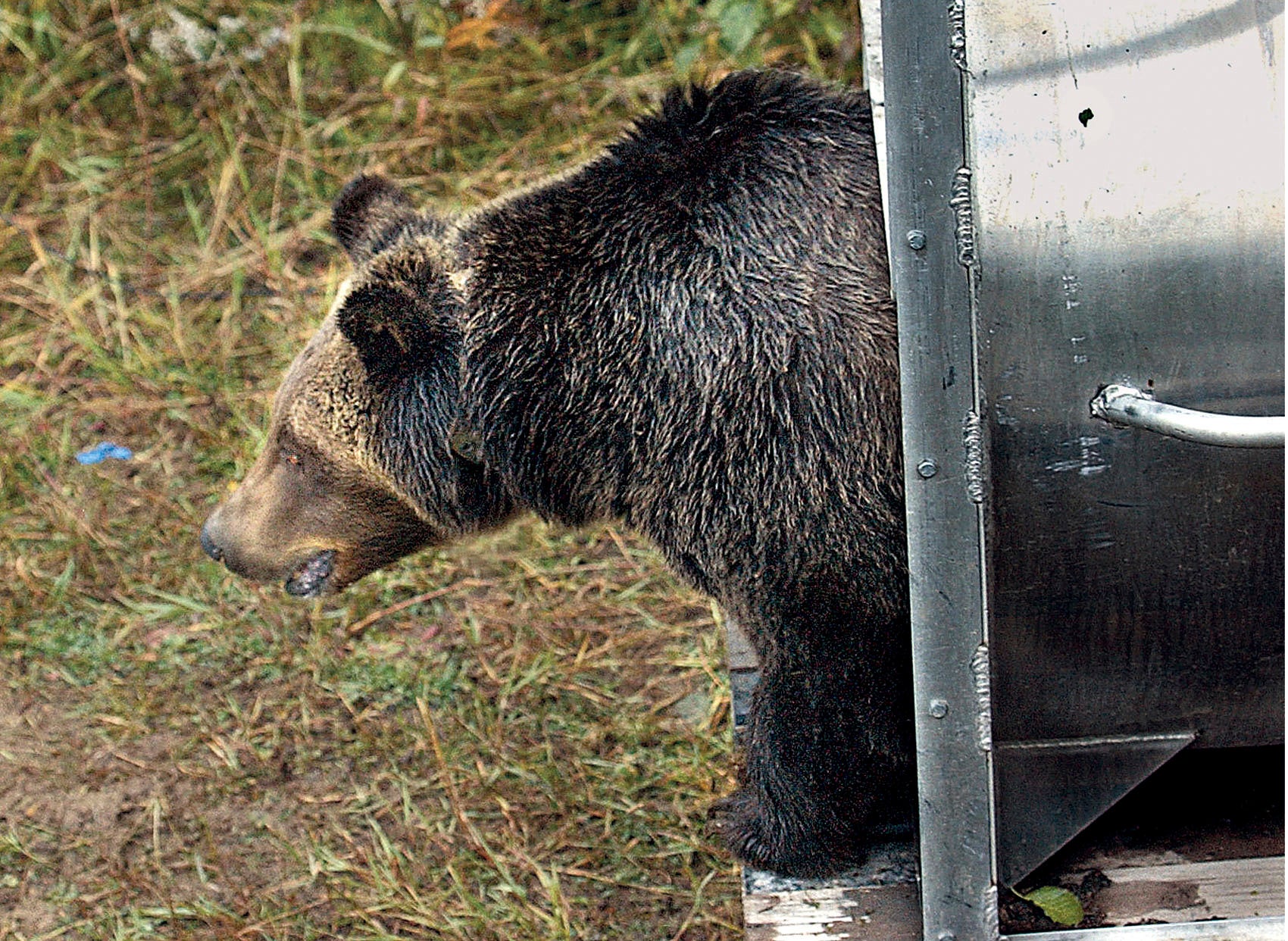 Hunting Grizzlies