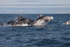 Dolphin surprises wildlife experts with underwater ‘headstand’