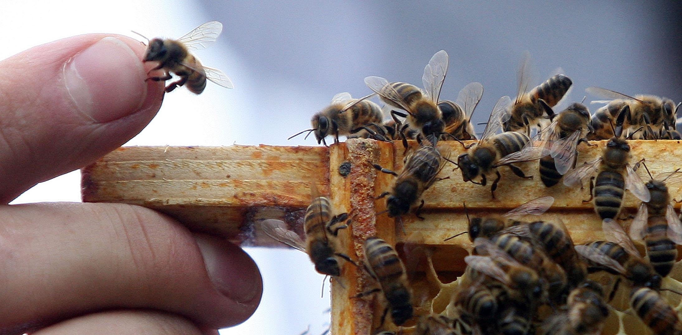 Thousands of bees perished in the cold