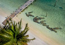 Conservation groups to sue EPA over manatee deaths