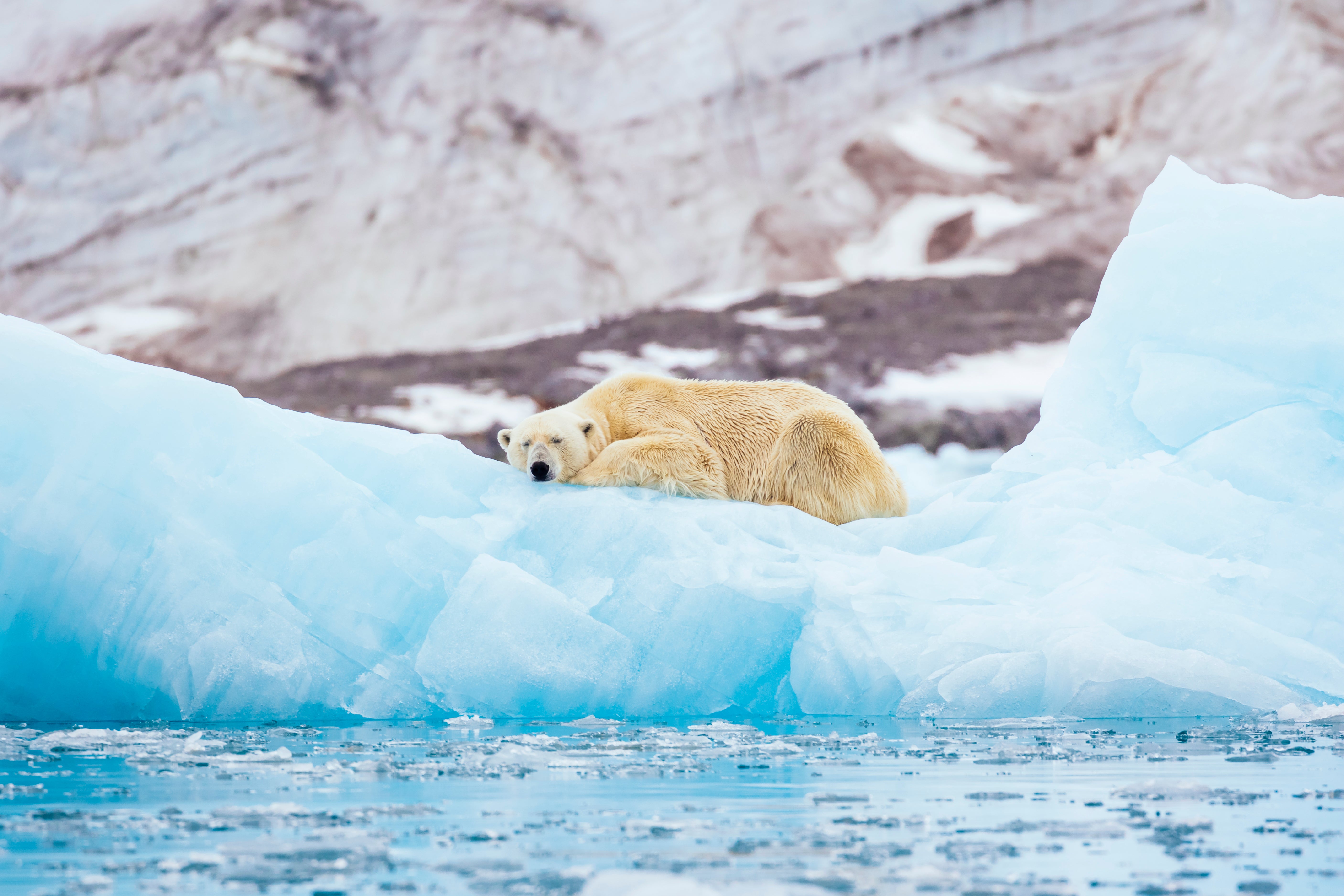 A polar bear on Svalbard