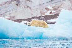 An Alaskan mother and child killed by a polar bear: Is the climate crisis increasing these deadly encounters?