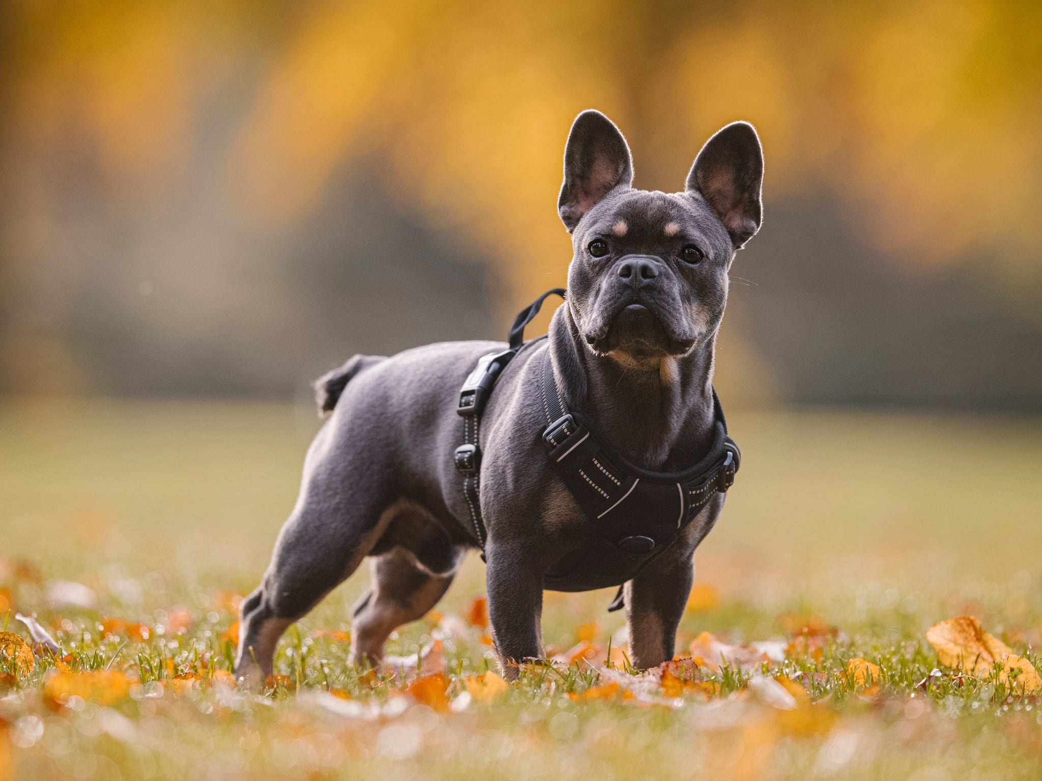 French bulldogs are one of the most popular breeds of dogs targeted by thieves