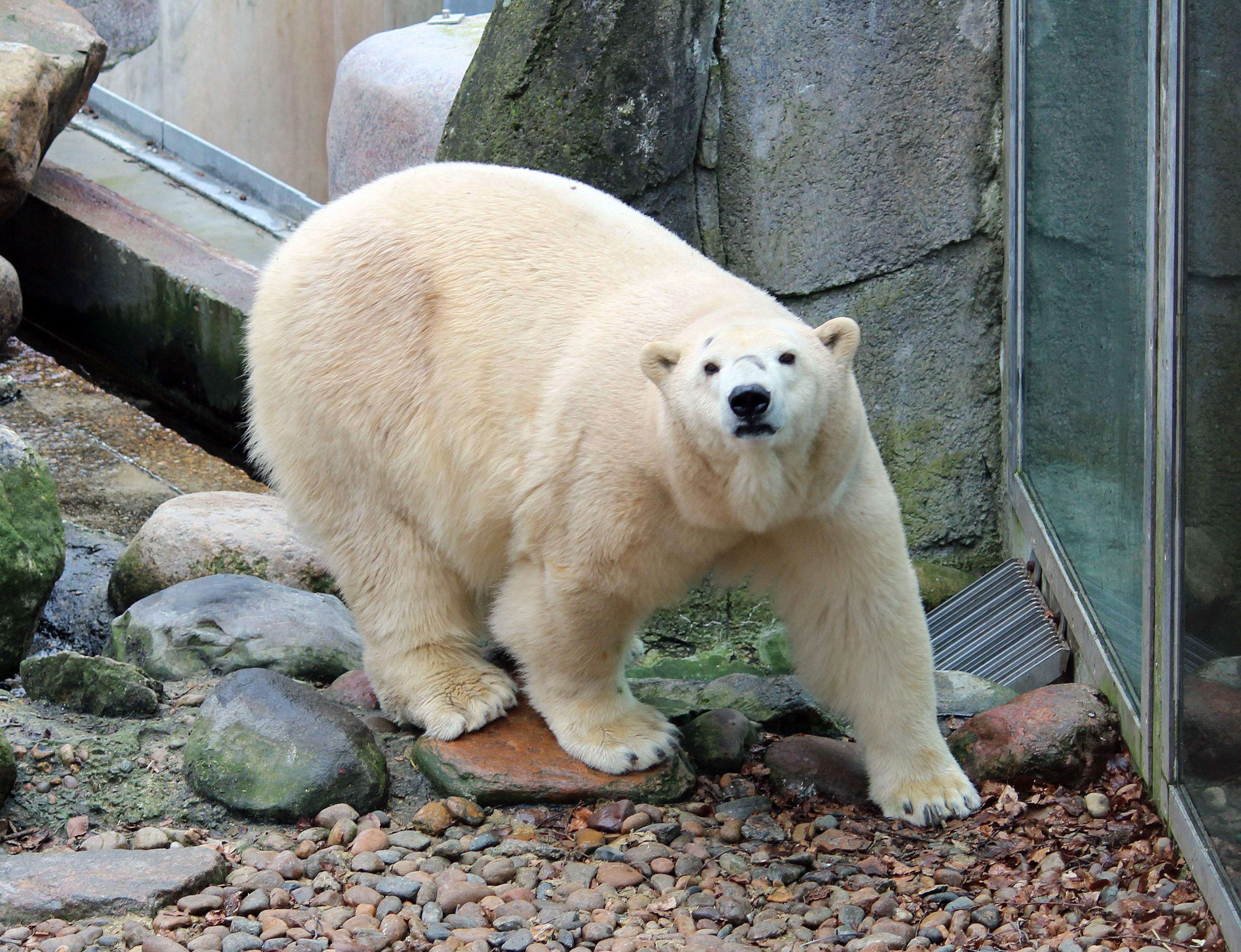 Victoria the polar bear has given birth to a second cub at Highland Wildlife Park (PA)