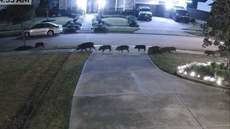 Dozens of feral hogs leave trail of destruction behind in Texas neighbourhood