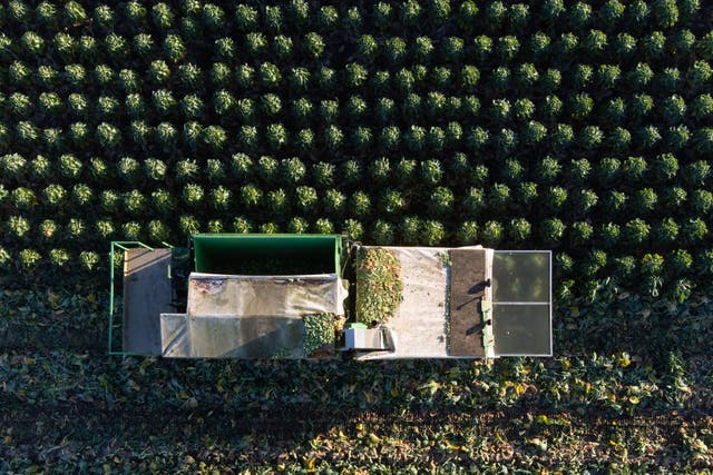 <p>Bringing in the brussels sprout harvest </p>