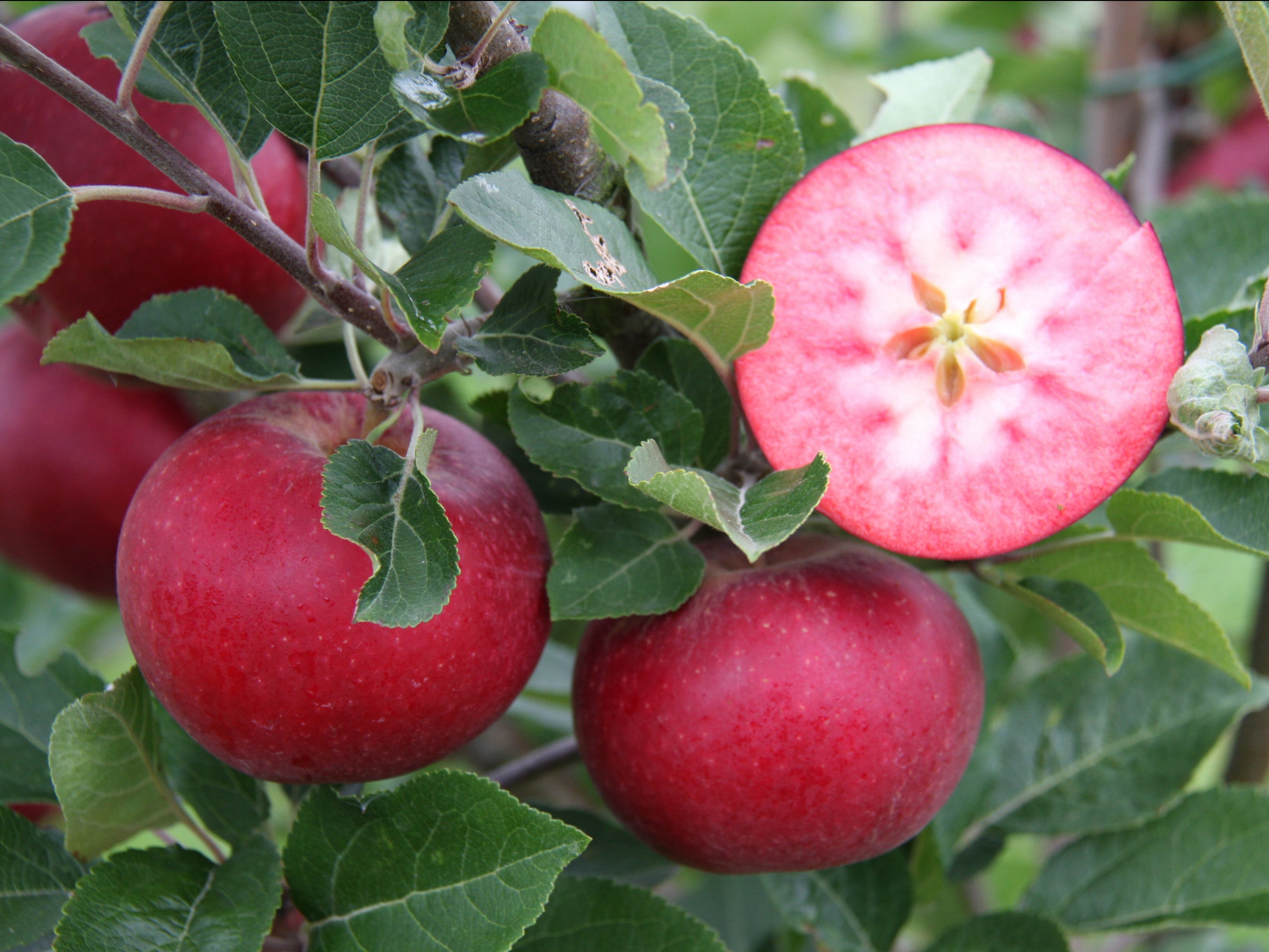 "Snow White" apples, bold flower colours and planet-friendly gardening are among the trends expected for 2022, according to the RHS