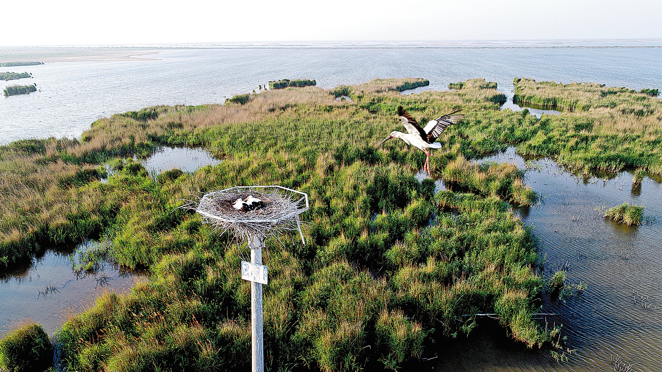 An oriental stork flies to its nest on a pole at the Yellow River Delta National Nature Reserve