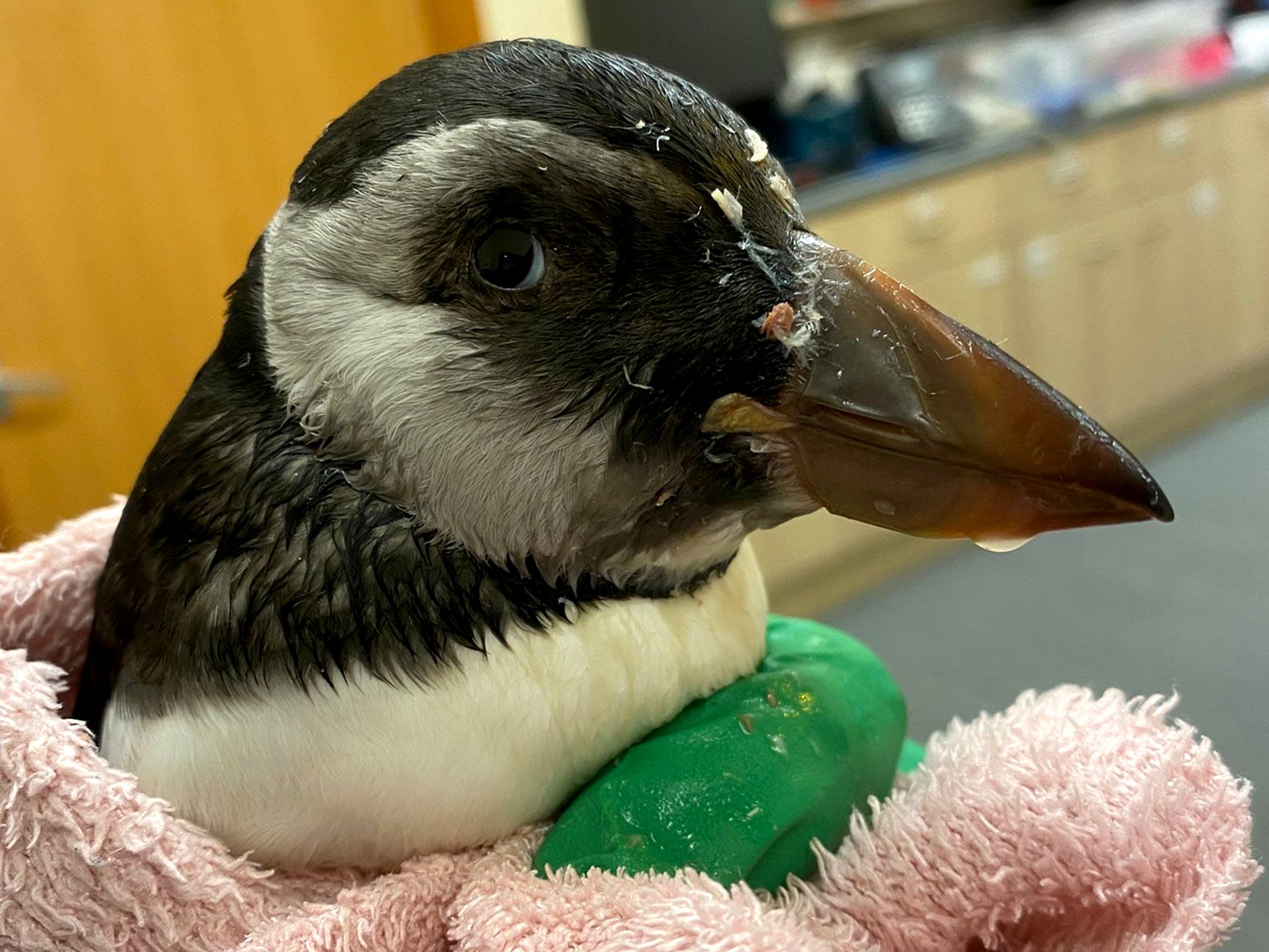 A rescued puffin being nursed back to health at Flett and Carmichael vets in Orkney