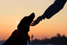 Woman whose dog was stolen finds pet for sale 200 miles away