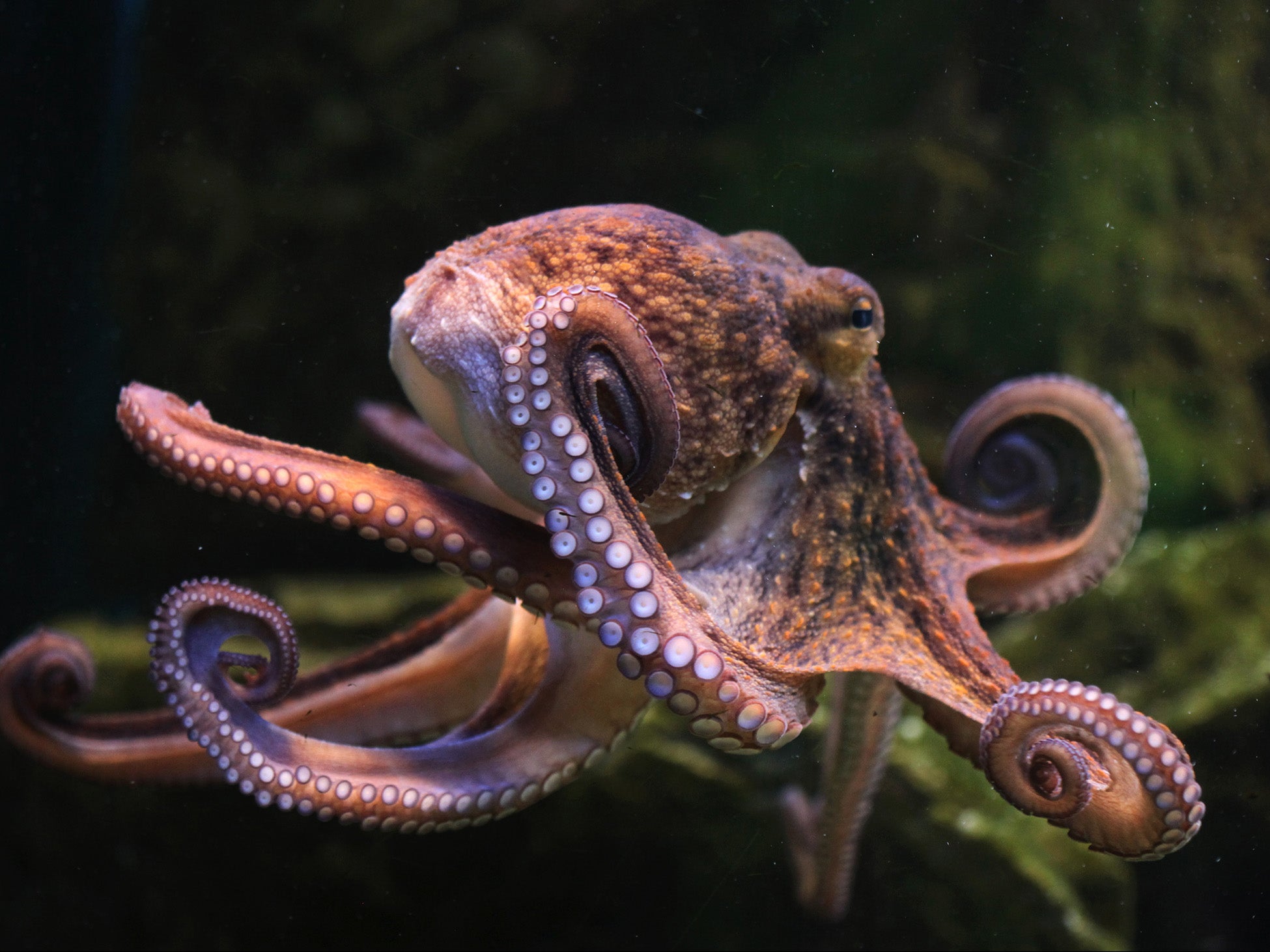 ‘Octopuses are extremely intelligent and extremely curious. And it’s well known they are not happy in conditions of captivity,’ says WWF’s Raul Garcia