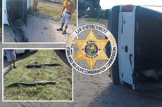 Alligators held in bizarre truck crash in Florida