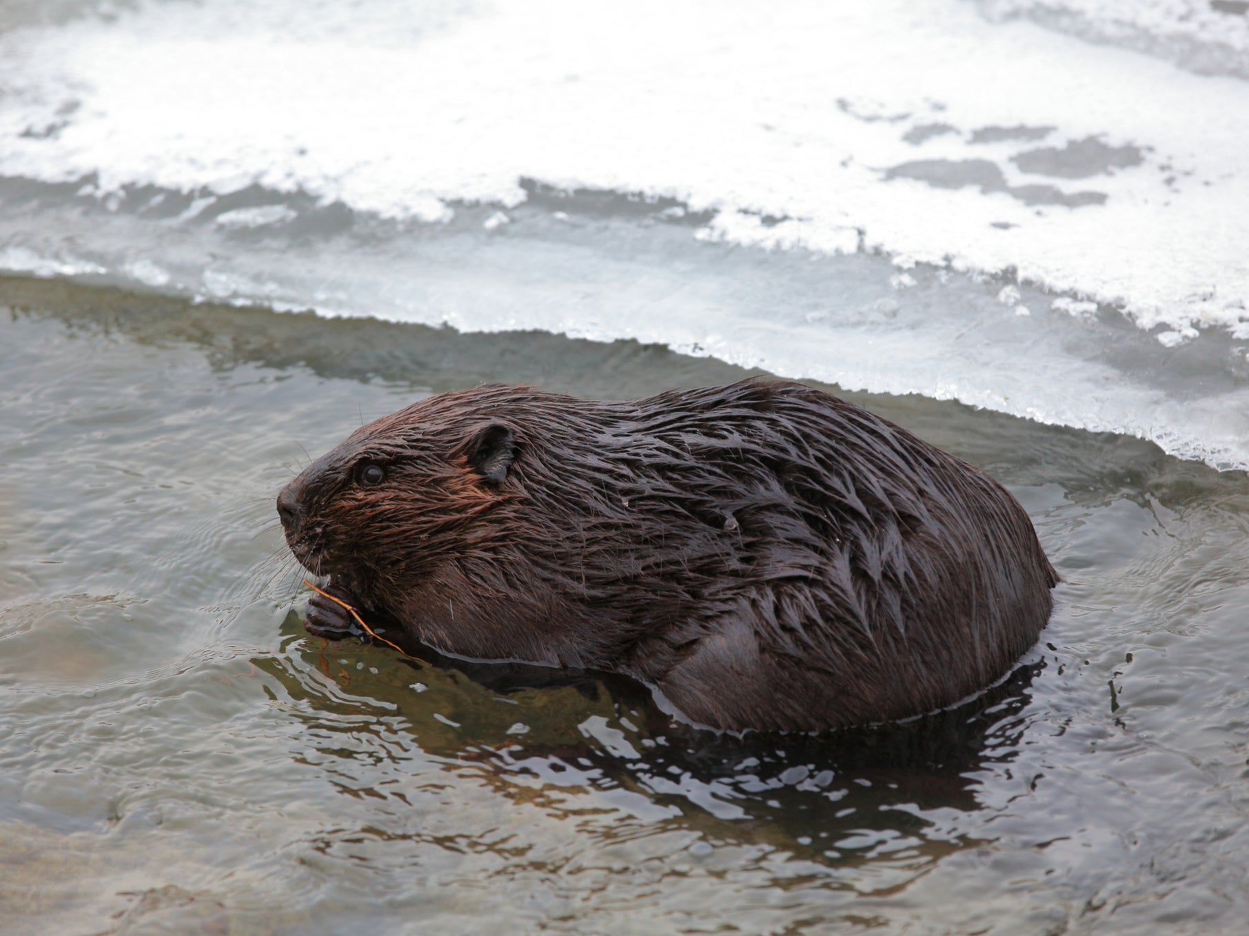 Beavers in North America and Canada are rapidly spreading north, where their activities are speeding the thawing of permafrost