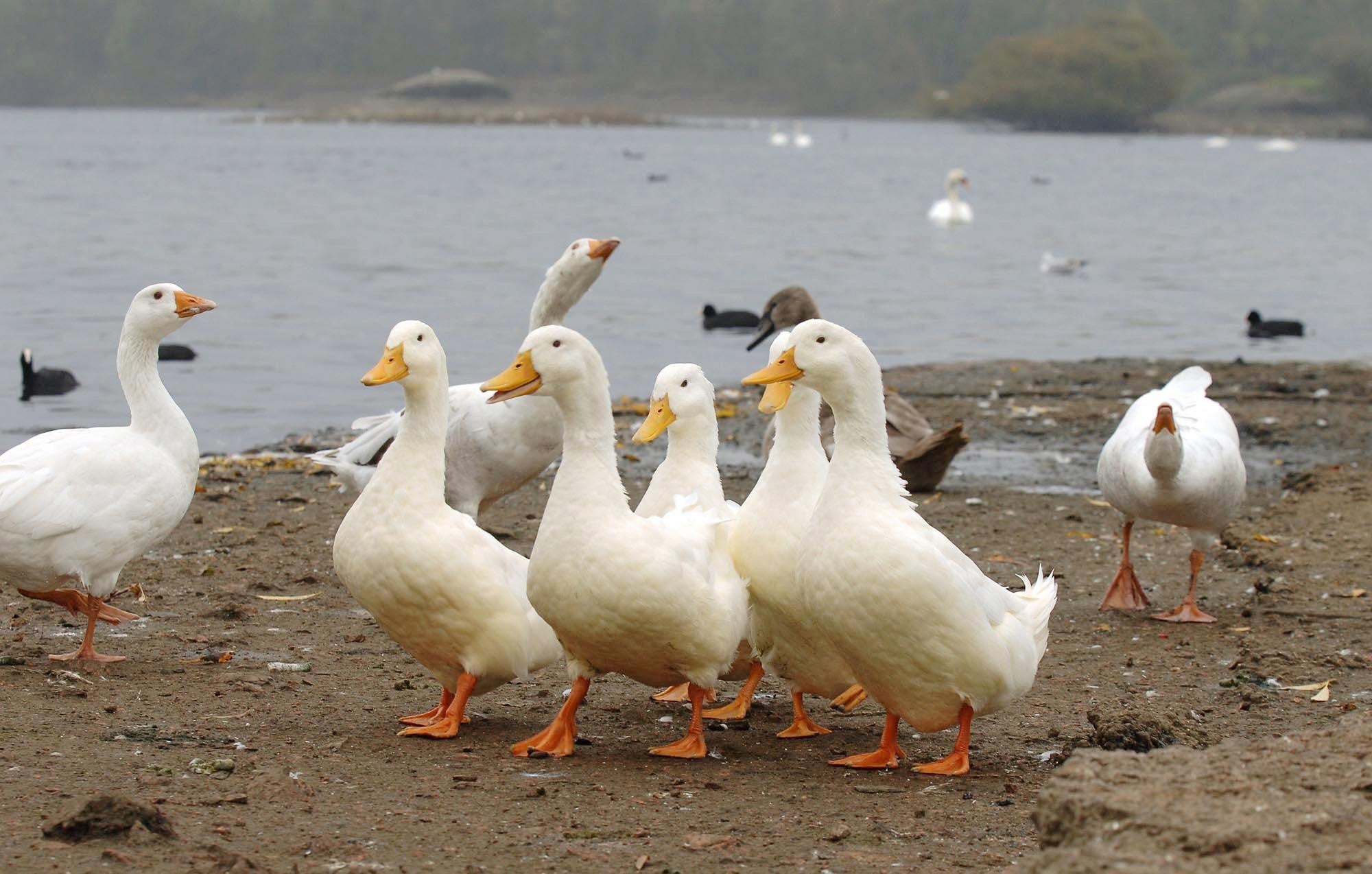 A gaggle of wild geese (John Giles/PA)