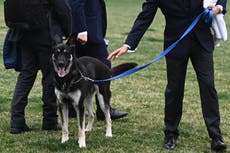 Why the Bidens were right to rehome their dog Major