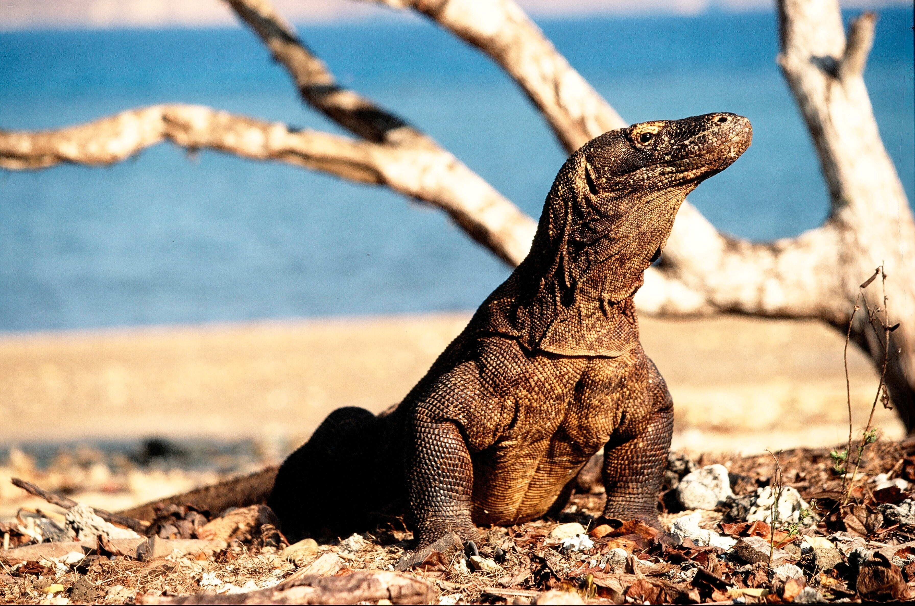 Komodo Park Conservation vs Development