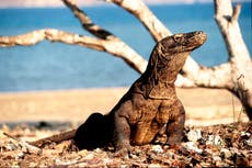 Development and conservation clash at Komodo National Park