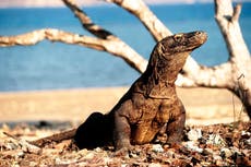 Development and conservation clash at Komodo National Park