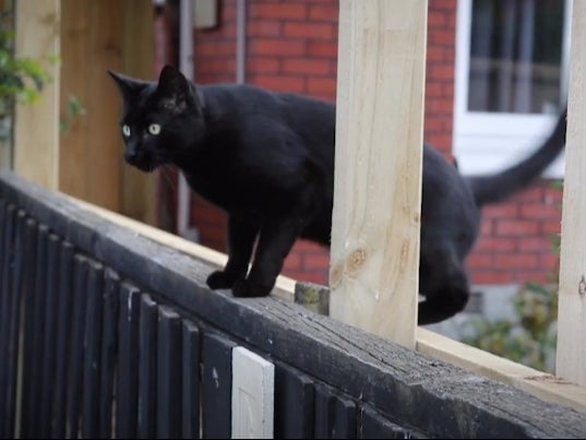 A New Zealand cat, with a reputation for stealing underwear now brought home a bong and a ziplock packet with white powder to his owners