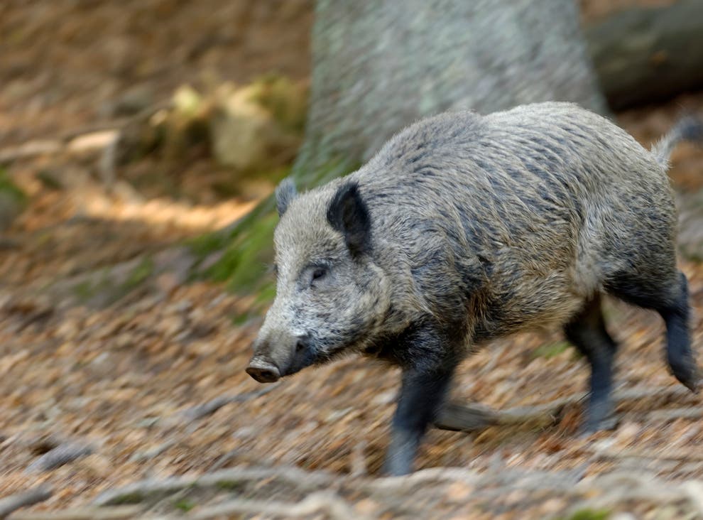 Boars are increasingly a problem in Spain