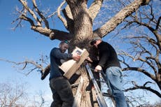 Duck! Flying squirrels take to the air in Nebraska city