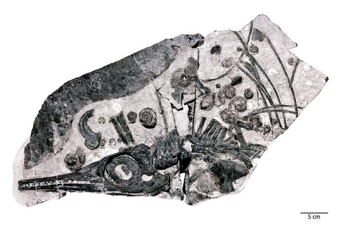 Ichthyosaur fossil surrounded by the shells of ammonites, the food source that possibly fueled their growth to huge