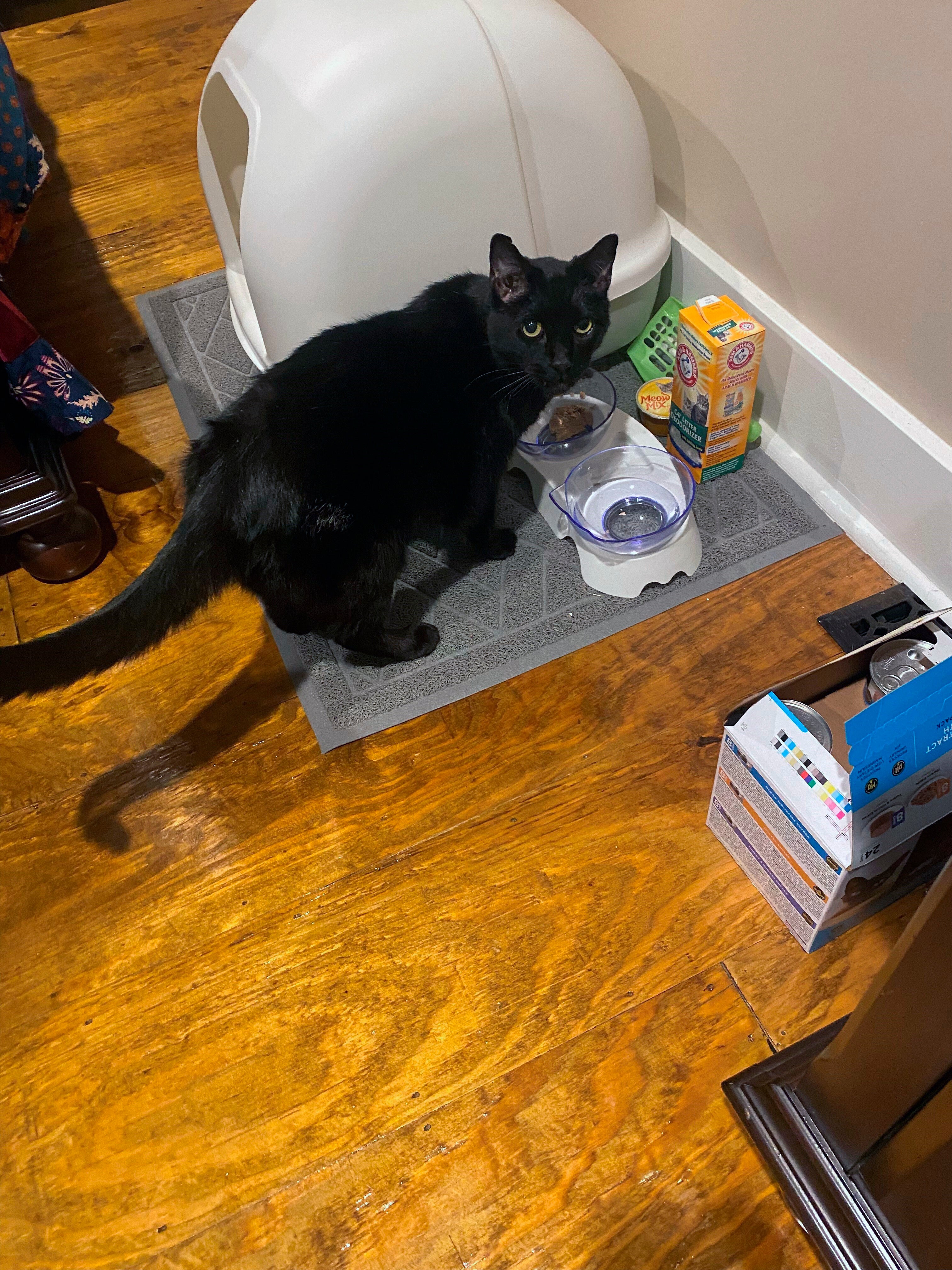 In this photo provided by Sonny ‘Hoot’ Gibson shows Madix the cat, who was found in the rubble of Gibson’s Mayfield office after nine days in the rubble