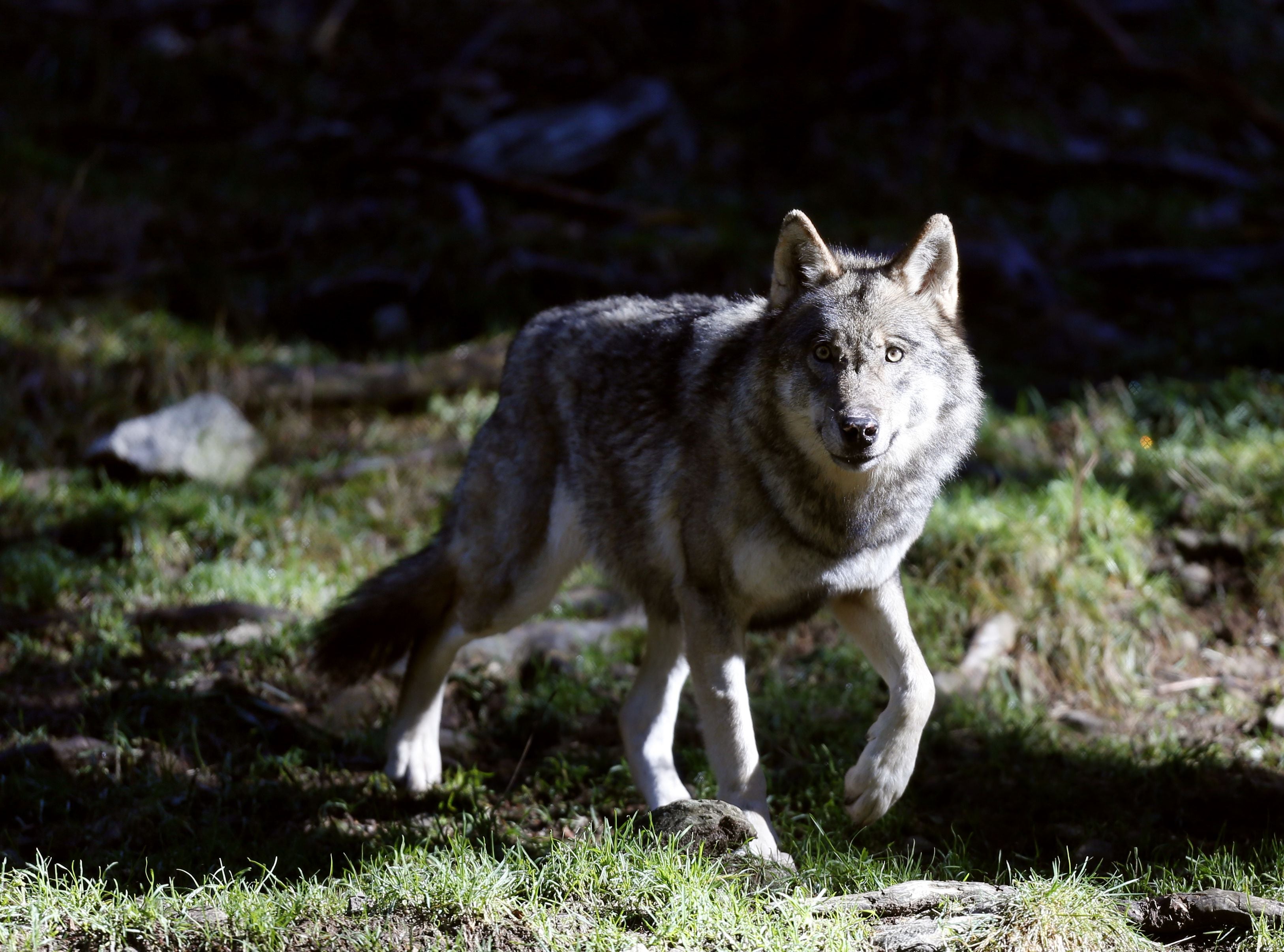 The zoo has previously faced calls to close after the French minister for the ecological transition raised concerns about the welfare of animals and staff