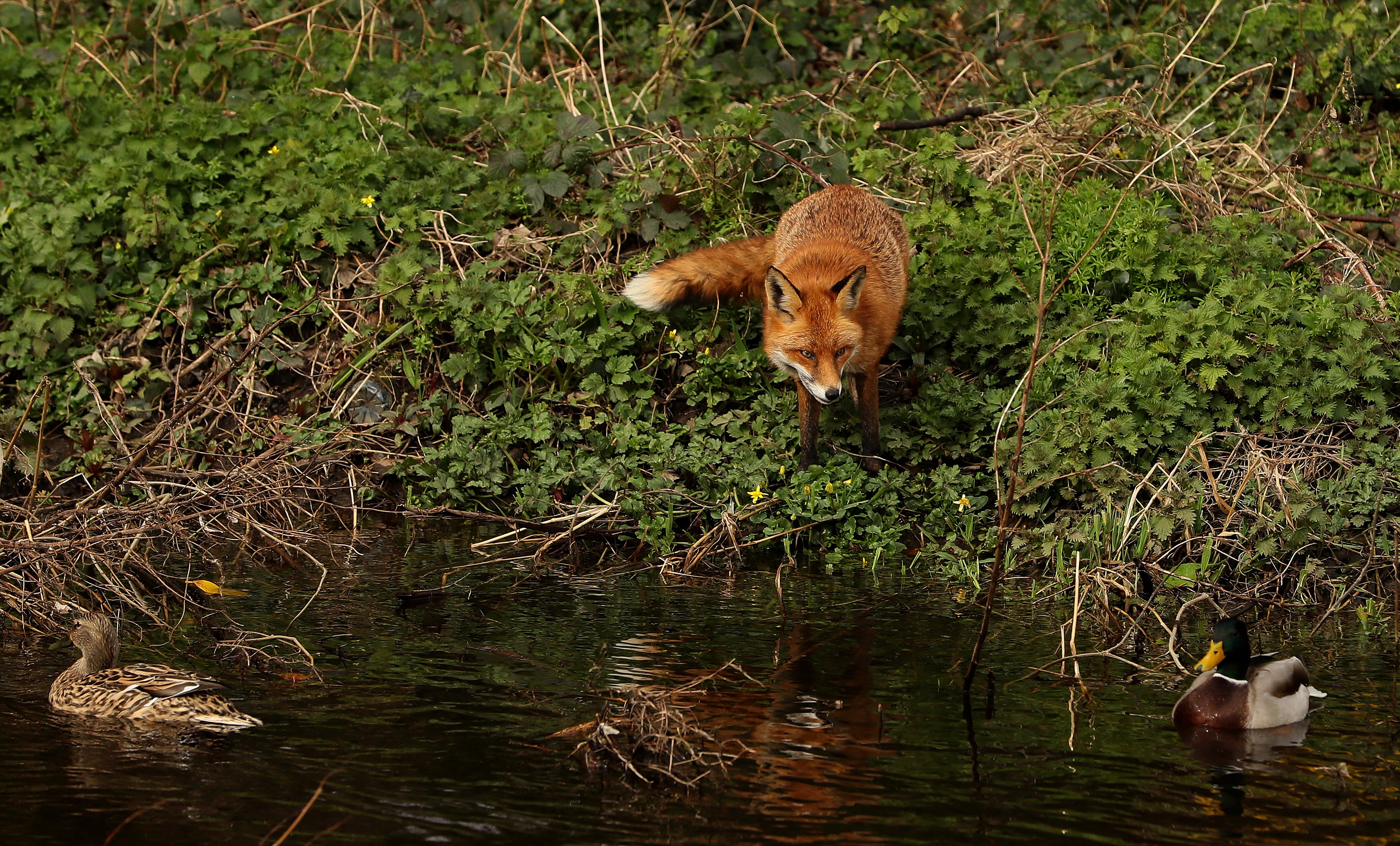 Officers who discovered the body said it had been partially eaten by wildlife, possibly a fox or badger (Brian Lawless/PA)