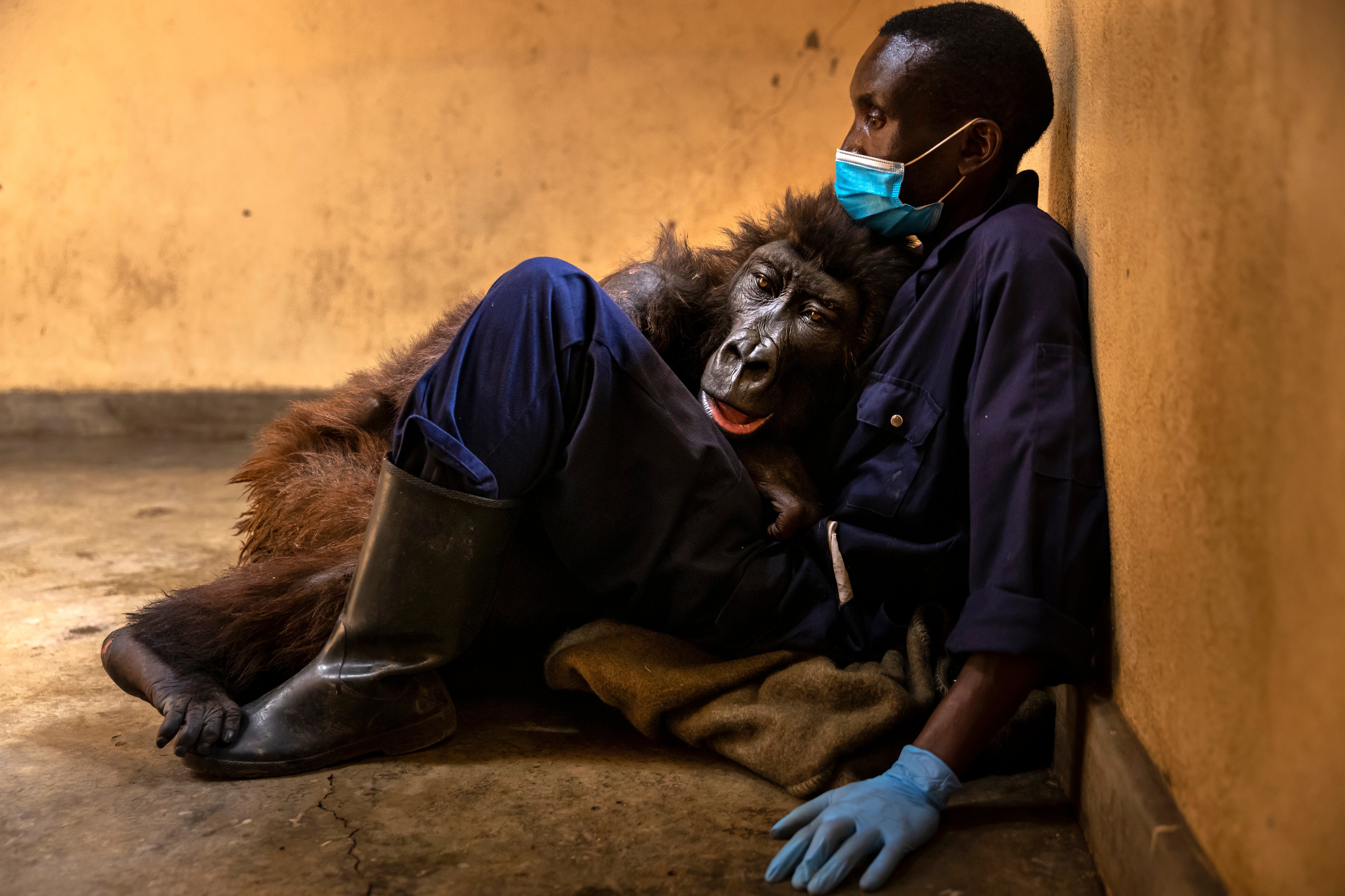 Orphaned mountain gorilla, Ndakasi, lies in the arms of her caregiver, Andre Bauma, shortly before her death at Virunga National Park