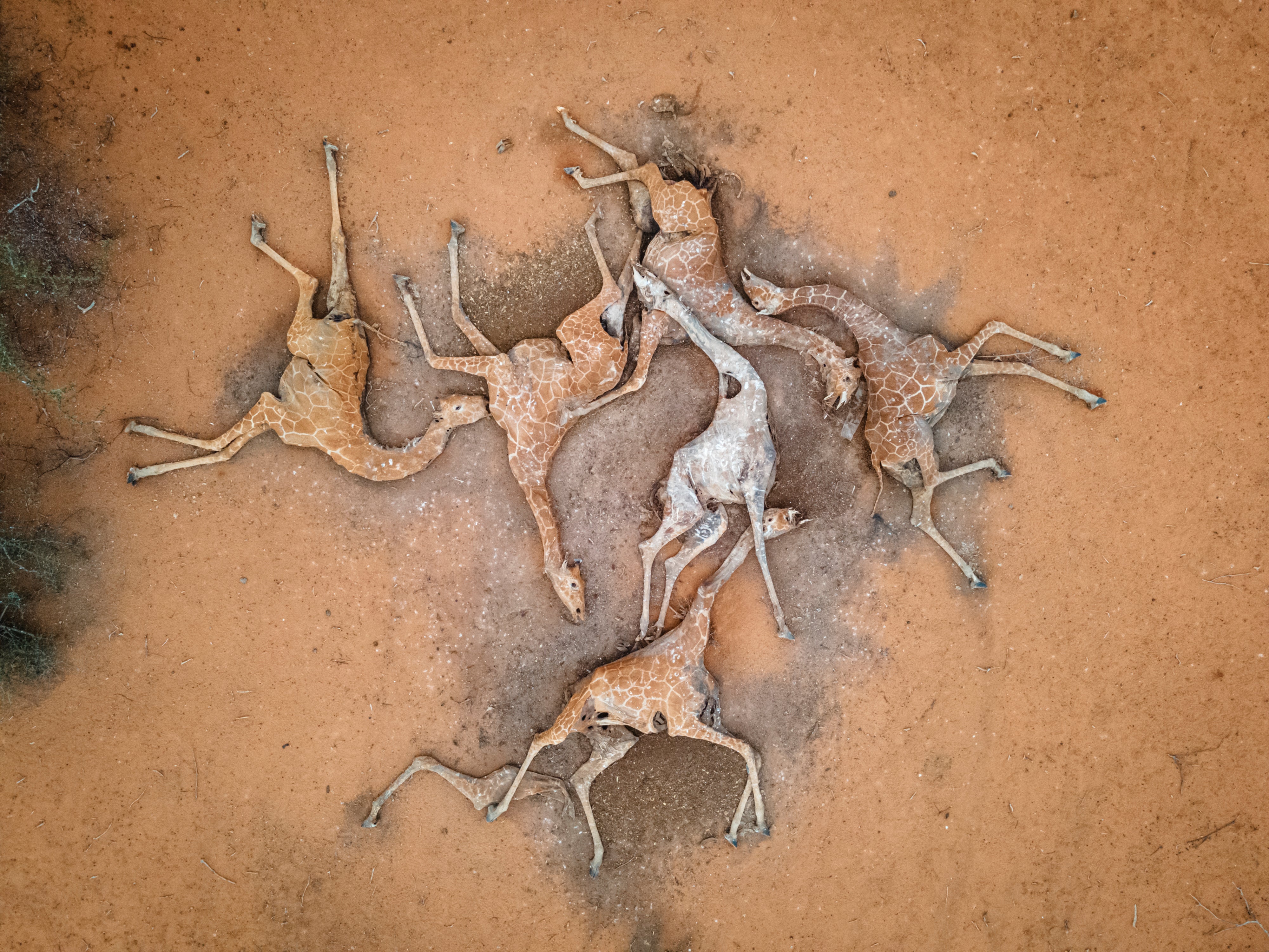 Six giraffes bodies which died after they got stuck in mud as they tired to drink from a nearly dried up reservoir in Wajir County, Kenya