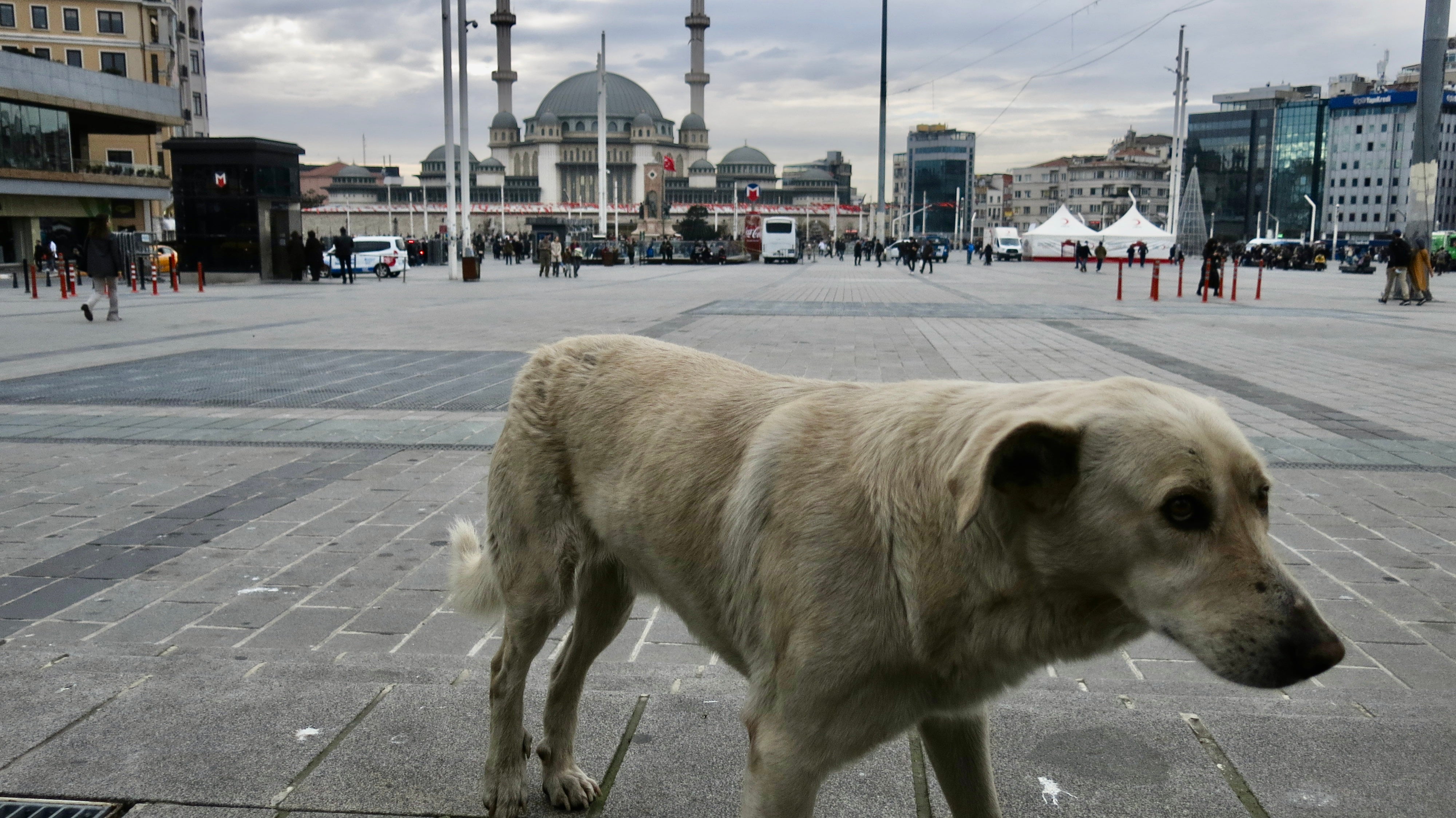 A stray dog wanders around Istanbul’s Taksim Square on 28 December